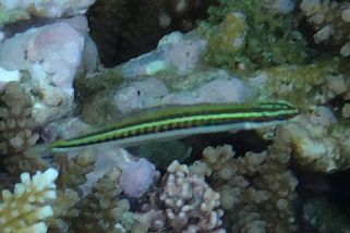 Plagiotremus tapeinosoma - Piano-Säbelzahlschleimfisch